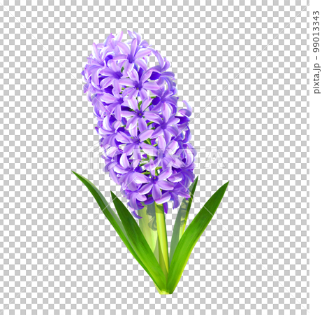illustration of purple hyacinth 99013343