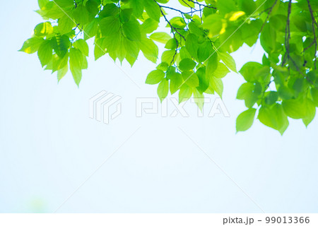 爽やか春の芽吹き 新緑 99013366