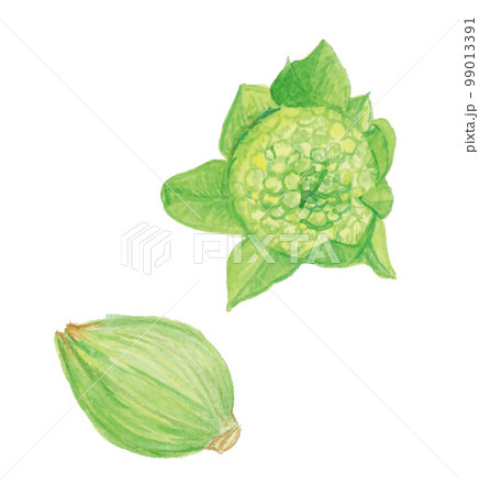 手描き水彩のふきのとうのイラスト 99013391