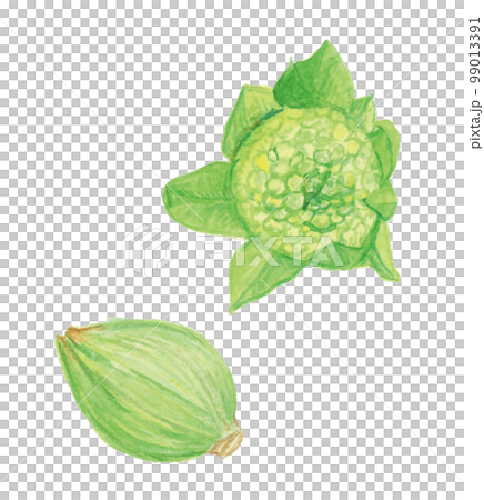 手描き水彩のふきのとうのイラスト 99013391