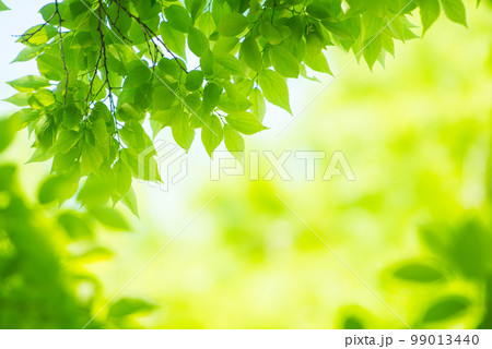 爽やか春の芽吹き 新緑 爽やか春の芽吹き 新緑 99013440