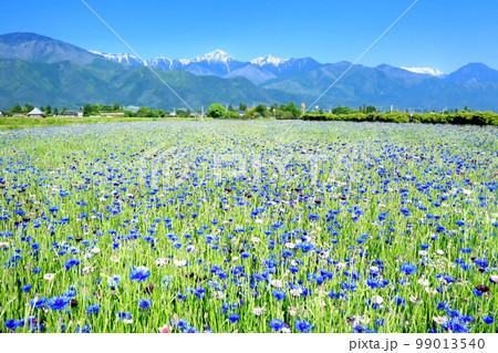 矢車草の花畑と北アルプス 矢車草の花畑と北アルプス 99013540