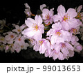 夜桜（クローズアップ） 99013653