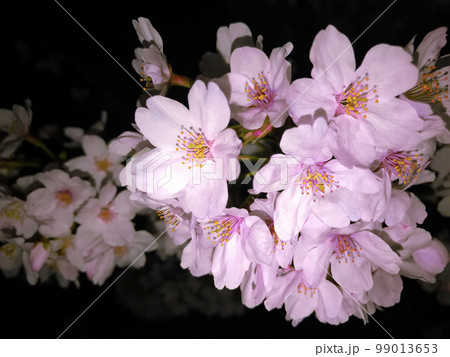 夜桜（クローズアップ） 99013653