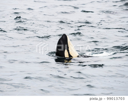 スパイホップするシャチ スパイホップするシャチ 99013703