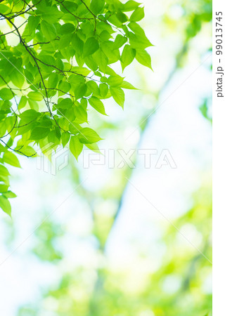 爽やか春の芽吹き 新緑 爽やか春の芽吹き 新緑 99013745