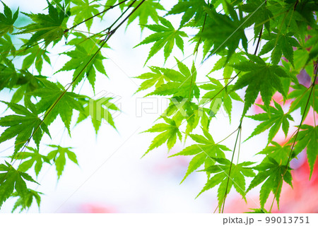 爽やか春の芽吹き 新緑 99013751