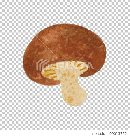 しいたけ　手描き　イラスト 99013752