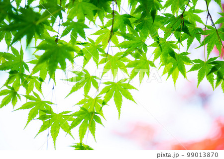 爽やか春の芽吹き 新緑 爽やか春の芽吹き 新緑 99013870
