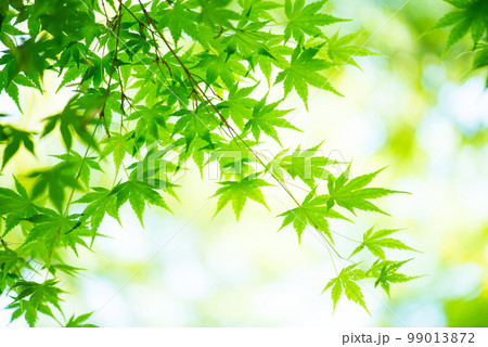 爽やか春の芽吹き 新緑 99013872