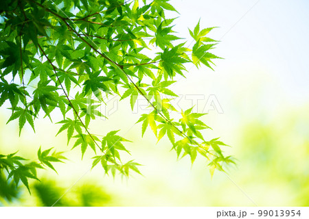 爽やか春の芽吹き 新緑 爽やか春の芽吹き 新緑 99013954
