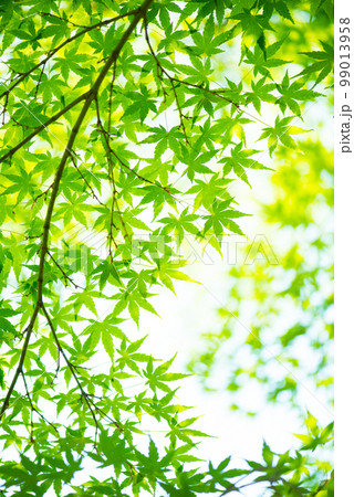 爽やか春の芽吹き 新緑 爽やか春の芽吹き 新緑 99013958