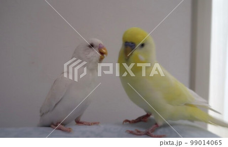 会話をしているインコ 99014065