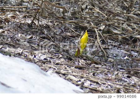 アメリカ水芭蕉 99014086