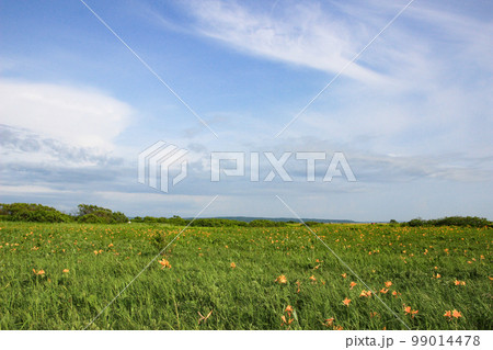 湿原の黄色い花と青空 99014478