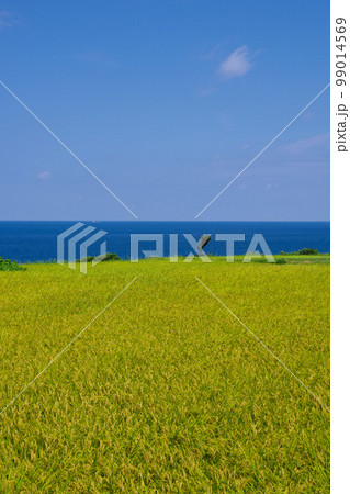 海辺の田園風景 稲穂 自然の恵み 収穫前 田んぼ 日本の風景 田園風景 和 海辺の田園風景 稲穂 自然の恵み 収穫前 田んぼ 日本の風景 田園風景 和 99014569