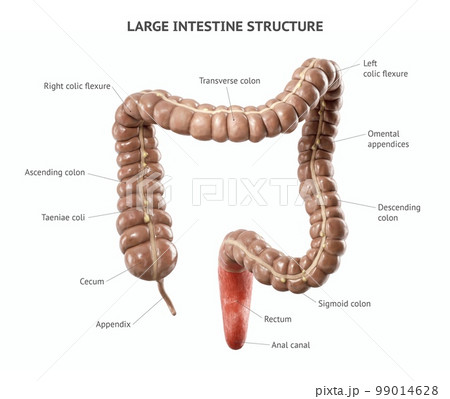 Anatomically accurate realistic 3d illustration of human large intestine  99014628