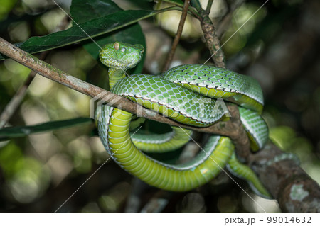 Vogeli green pit viper on a tree Vogeli green pit viper on a tree 99014632