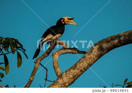 Oriental pied Hornbill on a tree 99014641