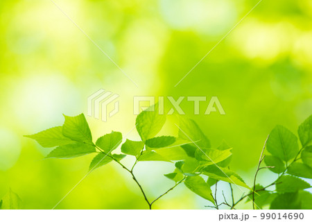 爽やか春の芽吹き 新緑 99014690