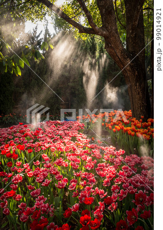 The beautiful of Tulips flower in the garden when the sunbeam shining in the morning. 99014921