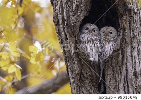 寄り添うエゾフクロウの夫婦 寄り添うエゾフクロウの夫婦 99015048