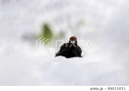 雪の中でたたずむクマゲラ 99015051