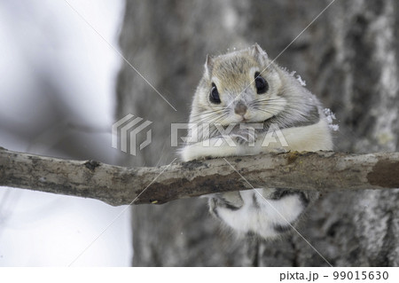 木の枝でたたずむエゾモモンガ 木の枝でたたずむエゾモモンガ 99015630