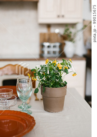 Indoor flowers in a yellow clay pot in the interior of the kitchen house 99015675