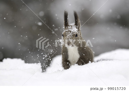 雪の中でたたずむキタキツネ 雪の中でたたずむキタキツネ 99015720