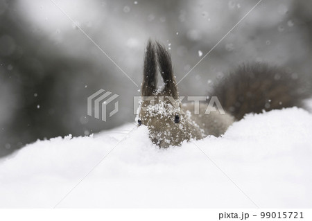 雪の中でたたずむエゾリス 雪の中でたたずむエゾリス 99015721