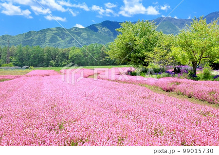フクロナデシコの花畑 フクロナデシコの花畑 99015730