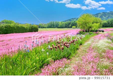 フクロナデシコの花畑 フクロナデシコの花畑 99015731