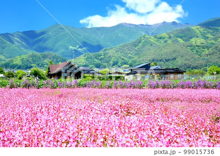 フクロナデシコの花畑 フクロナデシコの花畑 99015736
