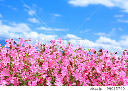 フクロナデシコの花畑 99015740