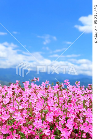 フクロナデシコの花畑 フクロナデシコの花畑 99015741