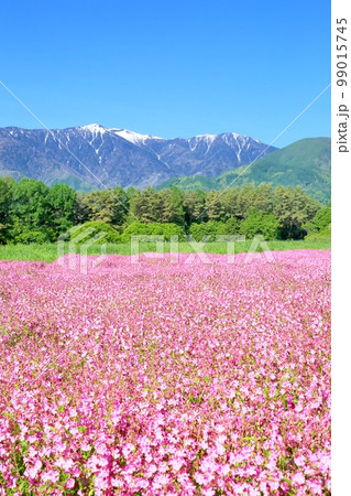 フクロナデシコの花畑 フクロナデシコの花畑 99015745
