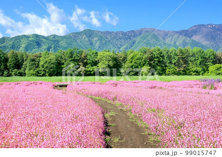 フクロナデシコの花畑 フクロナデシコの花畑 99015747