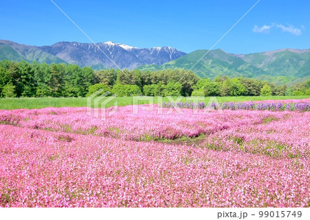 フクロナデシコの花畑 フクロナデシコの花畑 99015749
