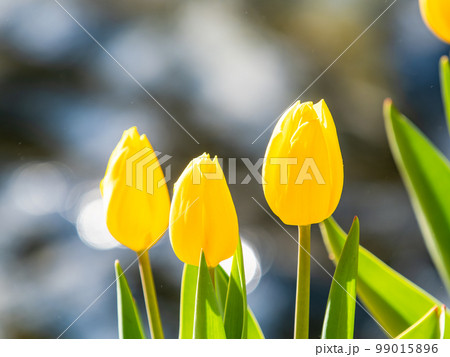 煌めく噴水と満開の黄色いチューリップの爽やかな景色 煌めく噴水と満開の黄色いチューリップの爽やかな景色 99015896
