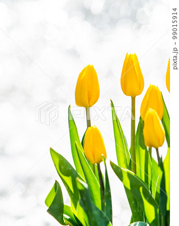 煌めく噴水と満開の黄色いチューリップの爽やかな景色 99015914