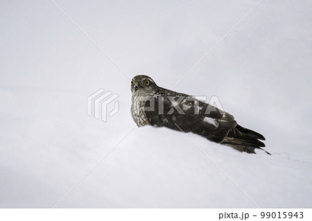 雪の中でたたずむハイタカ 99015943