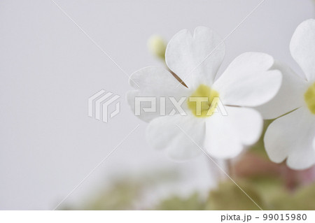 プリムラシネンシス 99015980