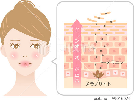 肌のターンオーバー　女性　断面図と肌細胞 99016026