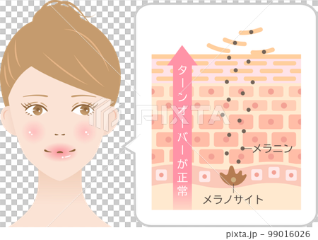 肌のターンオーバー　女性　断面図と肌細胞 99016026