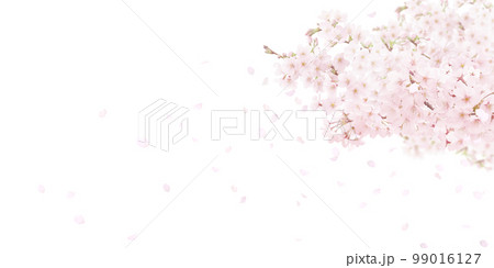 桜の背景イラスト リアル 99016127