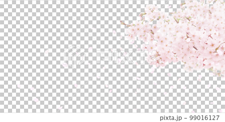 桜の背景イラスト リアル 99016127