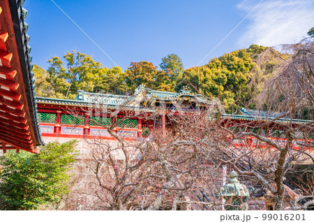 (静岡県)久能山東照宮 開花が始まった実割梅(白梅) (静岡県)久能山東照宮 開花が始まった実割梅(白梅) 99016201