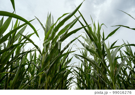 Corn on a background of the sky bottom view. Corn field. Plant growing concept. Organic vegetables. Selective focus, blurred background 99016276