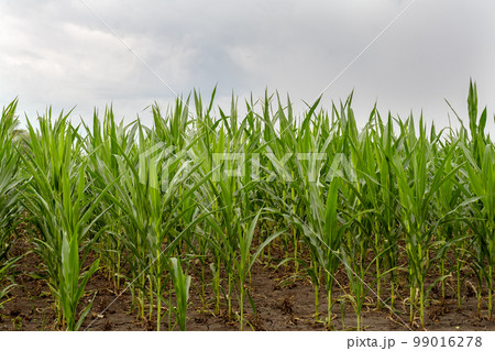 Cornfield. Young shoots of corn. Organic corn. Farm field with corn. Organic plant growing Cornfield. Young shoots of corn. Organic corn. Farm field with corn. Organic plant growing 99016278